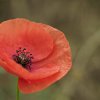 Coquelicot.canal.25.06.22. Joël Liegard